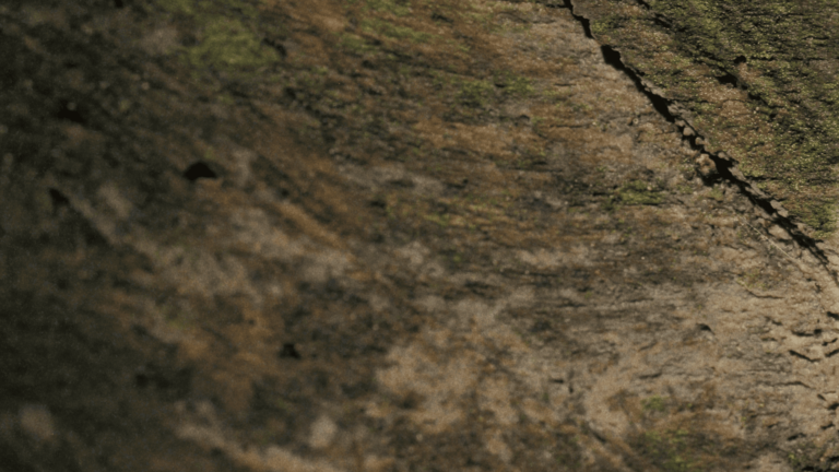 MADEIRA-TEXTURA